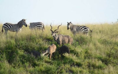 Aledeghi Wildlife Reserve